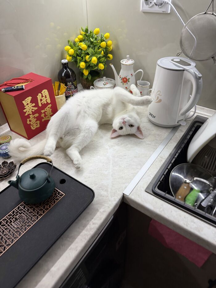 80 Funny Photos Of Pets Chilling In The Weirdest Positions, Shared By Their Owners Online 80 Funny Photos Of Pets Chilling In The Weirdest Positions, Shared By Their Owners Online