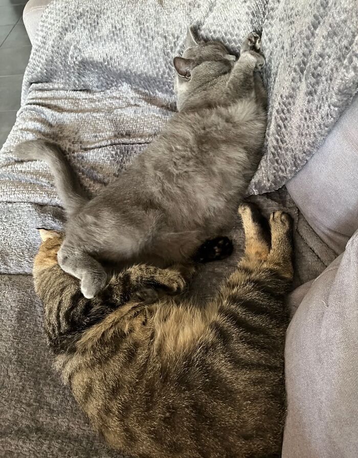 80 Funny Photos Of Pets Chilling In The Weirdest Positions, Shared By Their Owners Online 80 Funny Photos Of Pets Chilling In The Weirdest Positions, Shared By Their Owners Online