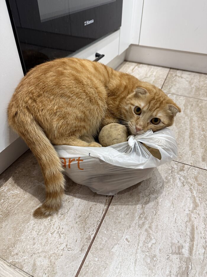 80 Funny Photos Of Pets Chilling In The Weirdest Positions, Shared By Their Owners Online 80 Funny Photos Of Pets Chilling In The Weirdest Positions, Shared By Their Owners Online
