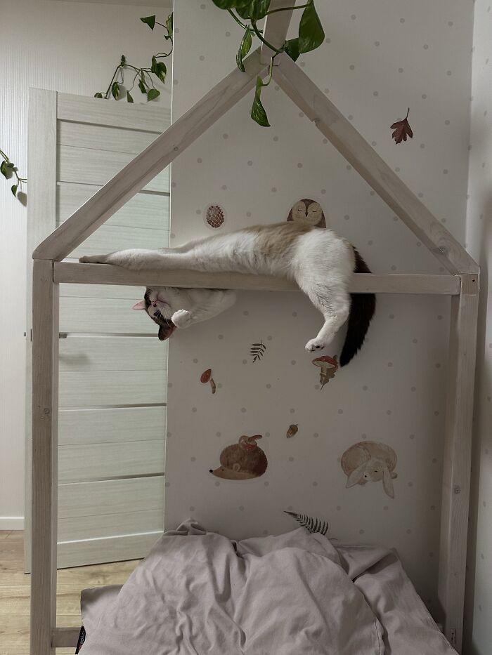 80 Funny Photos Of Pets Chilling In The Weirdest Positions, Shared By Their Owners Online 80 Funny Photos Of Pets Chilling In The Weirdest Positions, Shared By Their Owners Online