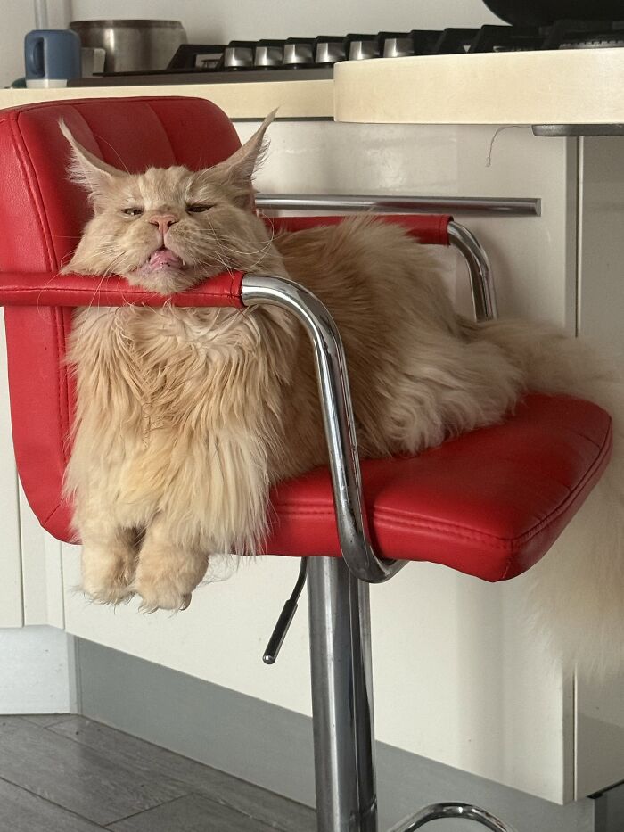 80 Funny Photos Of Pets Chilling In The Weirdest Positions, Shared By Their Owners Online 80 Funny Photos Of Pets Chilling In The Weirdest Positions, Shared By Their Owners Online