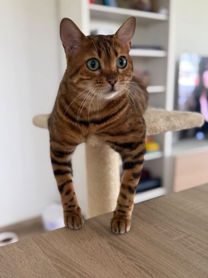 80 Funny Photos Of Pets Chilling In The Weirdest Positions, Shared By Their Owners Online 80 Funny Photos Of Pets Chilling In The Weirdest Positions, Shared By Their Owners Online