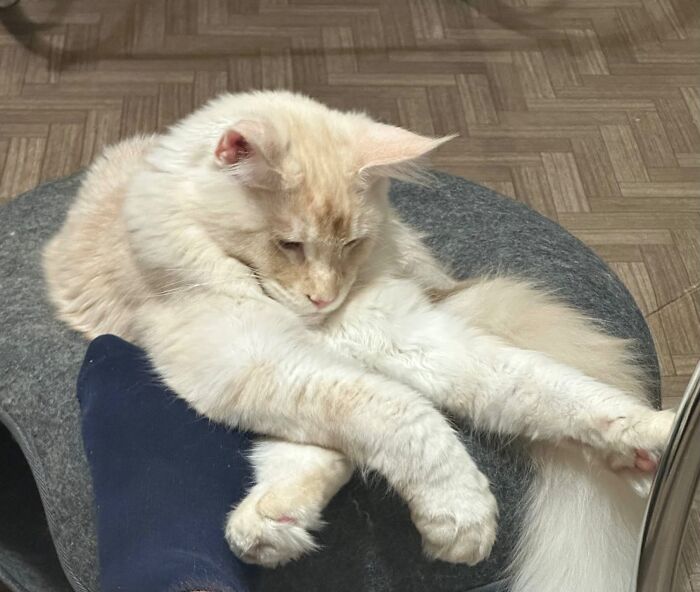 80 Funny Photos Of Pets Chilling In The Weirdest Positions, Shared By Their Owners Online 80 Funny Photos Of Pets Chilling In The Weirdest Positions, Shared By Their Owners Online
