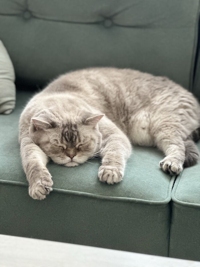 80 Funny Photos Of Pets Chilling In The Weirdest Positions, Shared By Their Owners Online 80 Funny Photos Of Pets Chilling In The Weirdest Positions, Shared By Their Owners Online