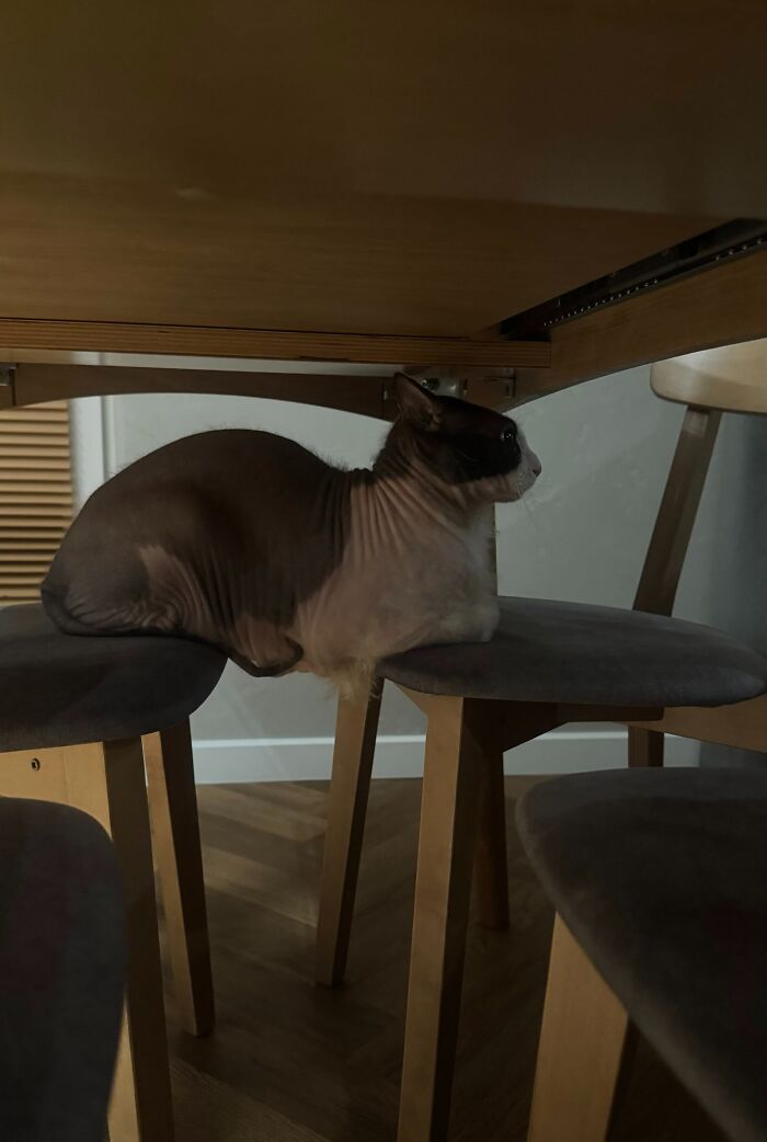 80 Funny Photos Of Pets Chilling In The Weirdest Positions, Shared By Their Owners Online 80 Funny Photos Of Pets Chilling In The Weirdest Positions, Shared By Their Owners Online