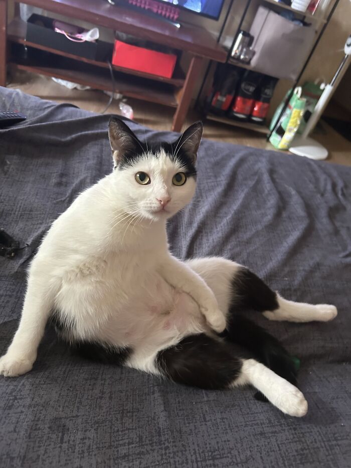 80 Funny Photos Of Pets Chilling In The Weirdest Positions, Shared By Their Owners Online 80 Funny Photos Of Pets Chilling In The Weirdest Positions, Shared By Their Owners Online