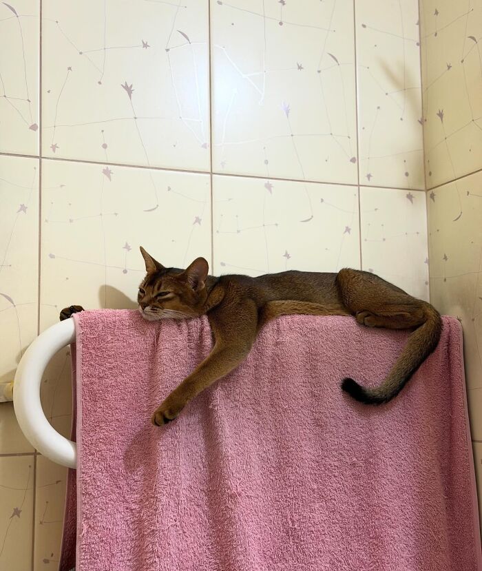 80 Funny Photos Of Pets Chilling In The Weirdest Positions, Shared By Their Owners Online 80 Funny Photos Of Pets Chilling In The Weirdest Positions, Shared By Their Owners Online