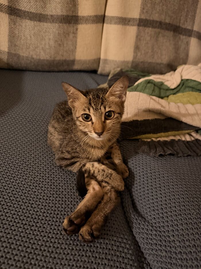 80 Funny Photos Of Pets Chilling In The Weirdest Positions, Shared By Their Owners Online 80 Funny Photos Of Pets Chilling In The Weirdest Positions, Shared By Their Owners Online