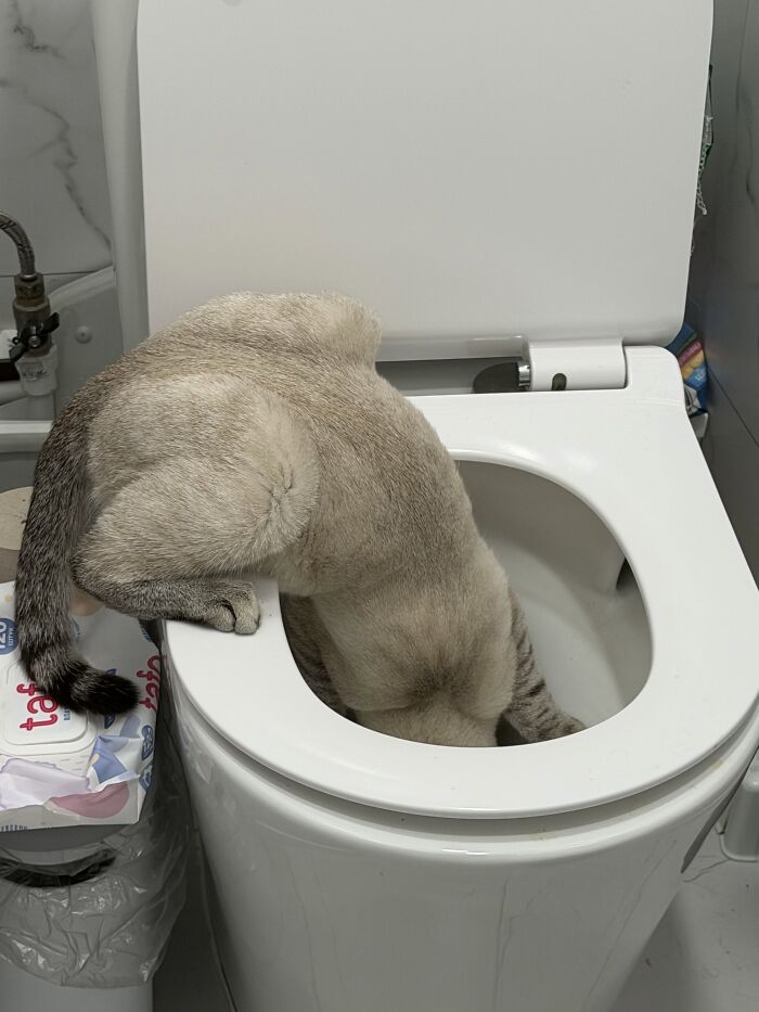 80 Funny Photos Of Pets Chilling In The Weirdest Positions, Shared By Their Owners Online 80 Funny Photos Of Pets Chilling In The Weirdest Positions, Shared By Their Owners Online