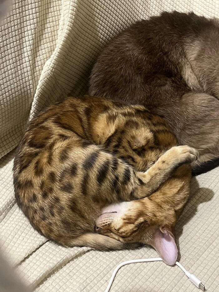 80 Funny Photos Of Pets Chilling In The Weirdest Positions, Shared By Their Owners Online 80 Funny Photos Of Pets Chilling In The Weirdest Positions, Shared By Their Owners Online
