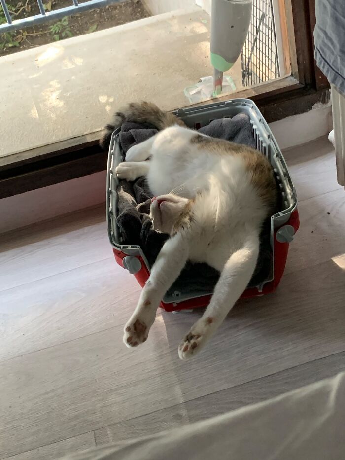 80 Funny Photos Of Pets Chilling In The Weirdest Positions, Shared By Their Owners Online 80 Funny Photos Of Pets Chilling In The Weirdest Positions, Shared By Their Owners Online