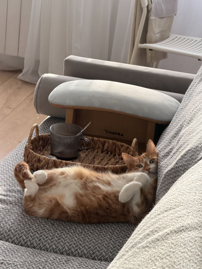 80 Funny Photos Of Pets Chilling In The Weirdest Positions, Shared By Their Owners Online 80 Funny Photos Of Pets Chilling In The Weirdest Positions, Shared By Their Owners Online