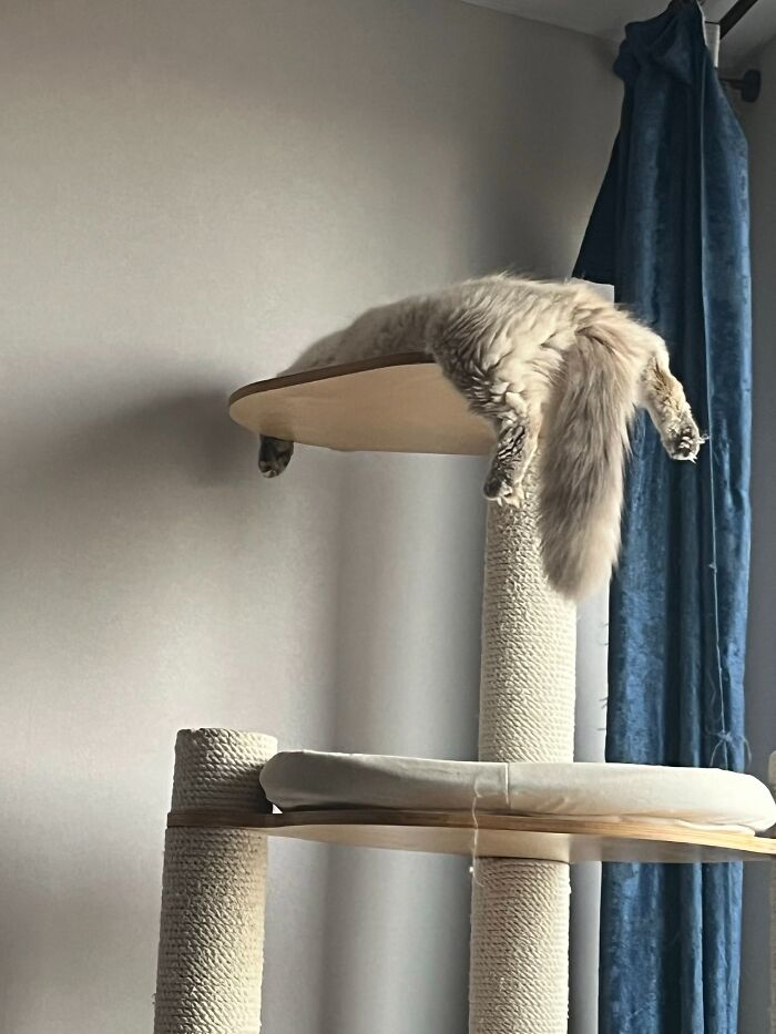 80 Funny Photos Of Pets Chilling In The Weirdest Positions, Shared By Their Owners Online 80 Funny Photos Of Pets Chilling In The Weirdest Positions, Shared By Their Owners Online