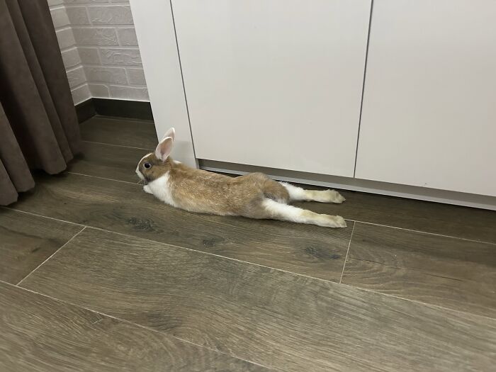 80 Funny Photos Of Pets Chilling In The Weirdest Positions, Shared By Their Owners Online 80 Funny Photos Of Pets Chilling In The Weirdest Positions, Shared By Their Owners Online
