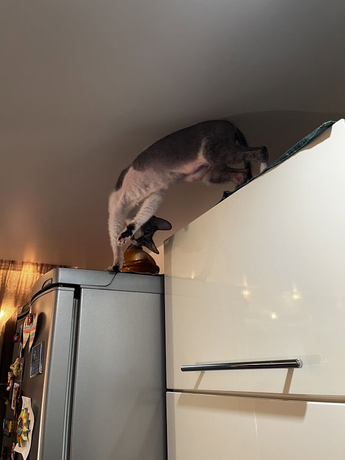 80 Funny Photos Of Pets Chilling In The Weirdest Positions, Shared By Their Owners Online 80 Funny Photos Of Pets Chilling In The Weirdest Positions, Shared By Their Owners Online