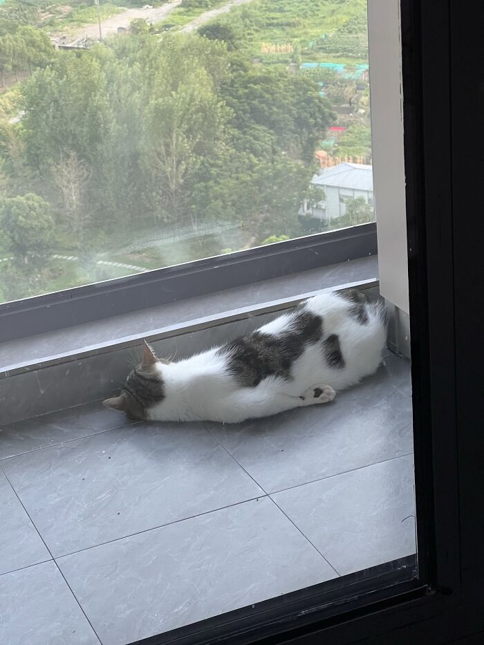80 Funny Photos Of Pets Chilling In The Weirdest Positions, Shared By Their Owners Online 80 Funny Photos Of Pets Chilling In The Weirdest Positions, Shared By Their Owners Online