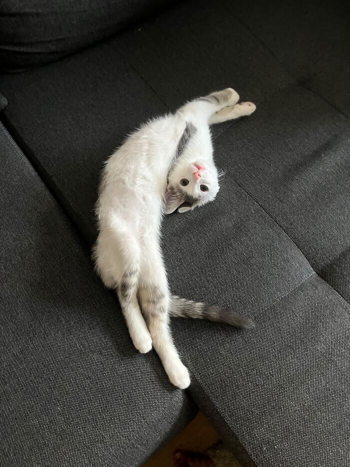 80 Funny Photos Of Pets Chilling In The Weirdest Positions, Shared By Their Owners Online 80 Funny Photos Of Pets Chilling In The Weirdest Positions, Shared By Their Owners Online