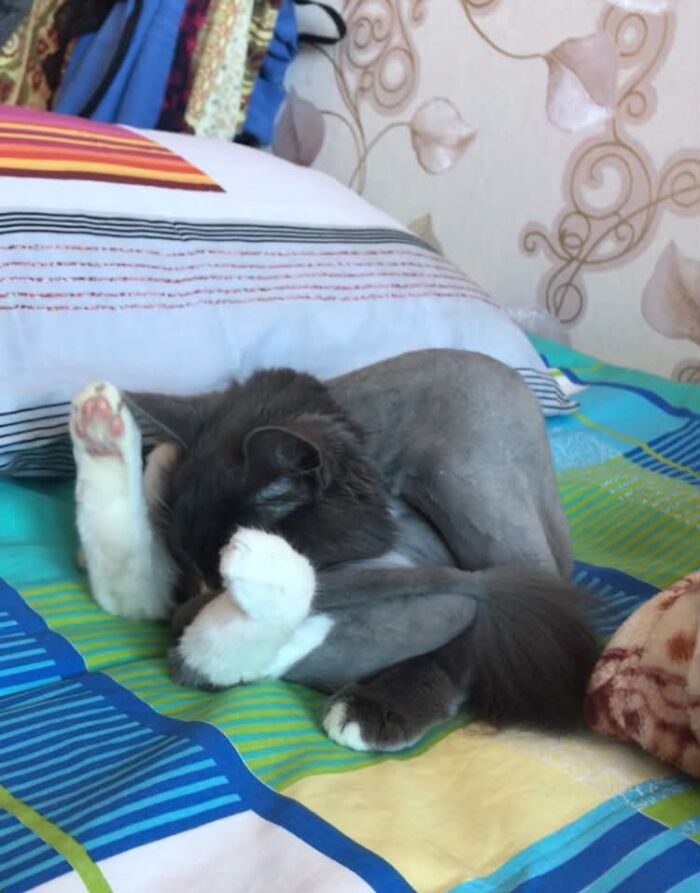 80 Funny Photos Of Pets Chilling In The Weirdest Positions, Shared By Their Owners Online 80 Funny Photos Of Pets Chilling In The Weirdest Positions, Shared By Their Owners Online