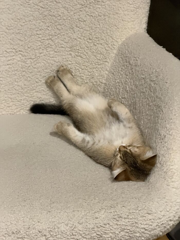 80 Funny Photos Of Pets Chilling In The Weirdest Positions, Shared By Their Owners Online 80 Funny Photos Of Pets Chilling In The Weirdest Positions, Shared By Their Owners Online