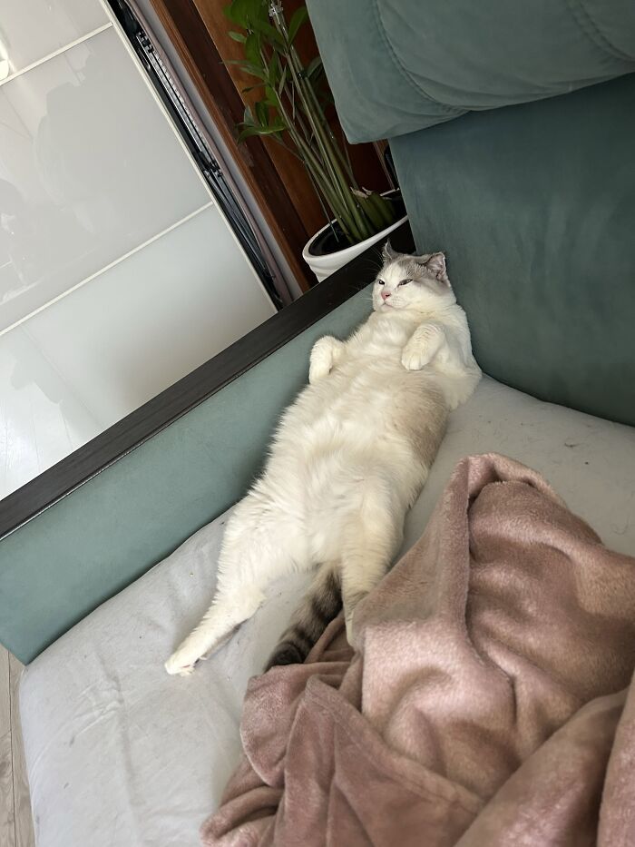 80 Funny Photos Of Pets Chilling In The Weirdest Positions, Shared By Their Owners Online 80 Funny Photos Of Pets Chilling In The Weirdest Positions, Shared By Their Owners Online