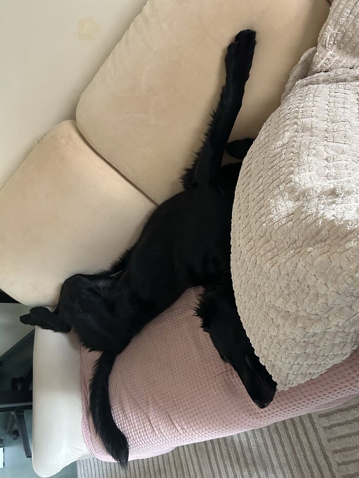 80 Funny Photos Of Pets Chilling In The Weirdest Positions, Shared By Their Owners Online 80 Funny Photos Of Pets Chilling In The Weirdest Positions, Shared By Their Owners Online