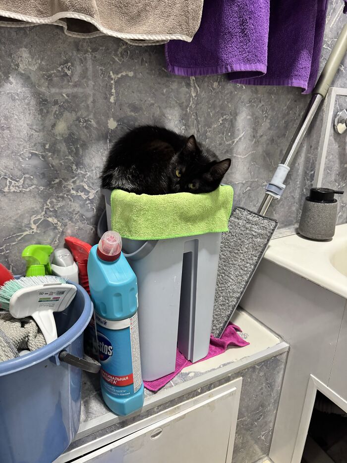 80 Funny Photos Of Pets Chilling In The Weirdest Positions, Shared By Their Owners Online 80 Funny Photos Of Pets Chilling In The Weirdest Positions, Shared By Their Owners Online