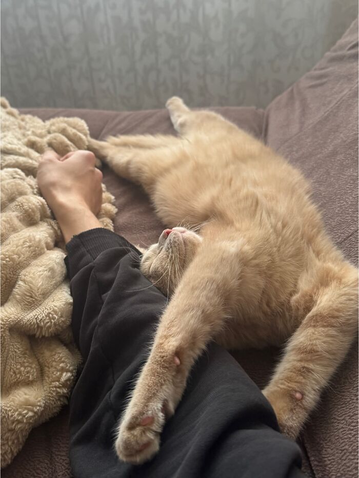 80 Funny Photos Of Pets Chilling In The Weirdest Positions, Shared By Their Owners Online 80 Funny Photos Of Pets Chilling In The Weirdest Positions, Shared By Their Owners Online