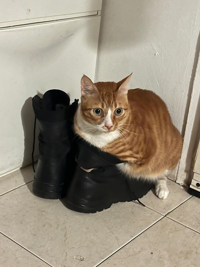 80 Funny Photos Of Pets Chilling In The Weirdest Positions, Shared By Their Owners Online 80 Funny Photos Of Pets Chilling In The Weirdest Positions, Shared By Their Owners Online