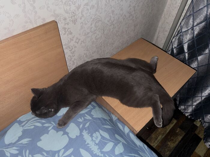 80 Funny Photos Of Pets Chilling In The Weirdest Positions, Shared By Their Owners Online 80 Funny Photos Of Pets Chilling In The Weirdest Positions, Shared By Their Owners Online