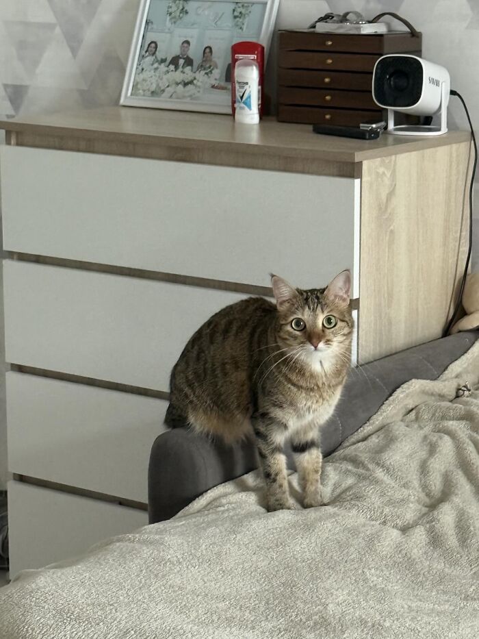 80 Funny Photos Of Pets Chilling In The Weirdest Positions, Shared By Their Owners Online 80 Funny Photos Of Pets Chilling In The Weirdest Positions, Shared By Their Owners Online