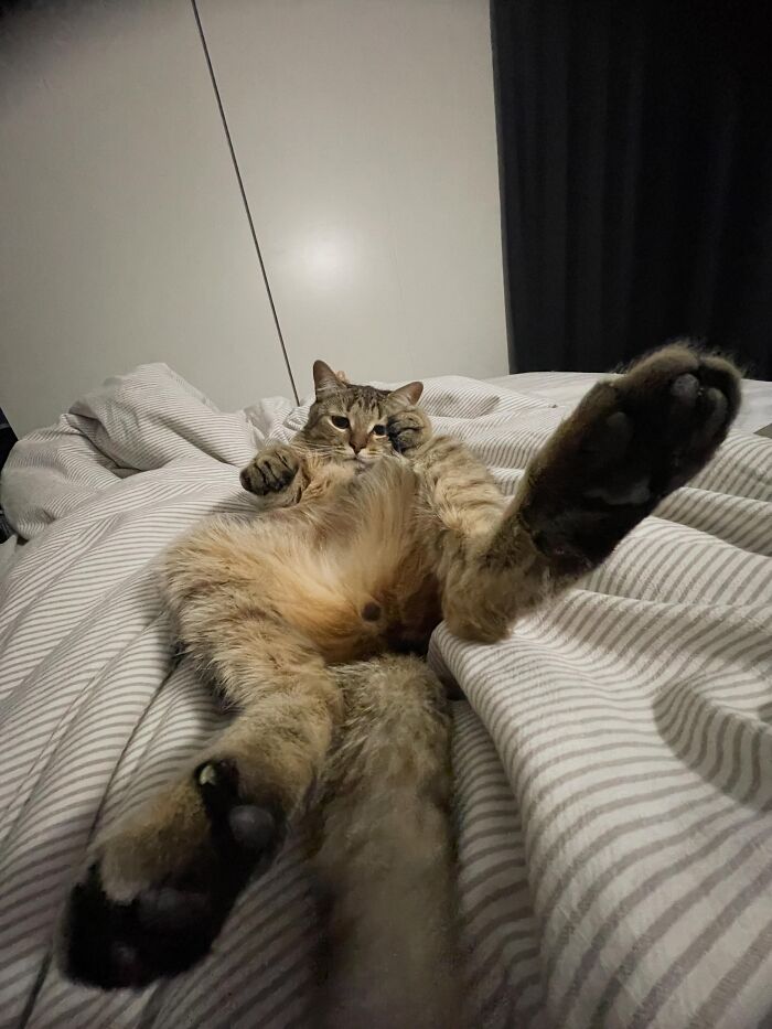 80 Funny Photos Of Pets Chilling In The Weirdest Positions, Shared By Their Owners Online 80 Funny Photos Of Pets Chilling In The Weirdest Positions, Shared By Their Owners Online