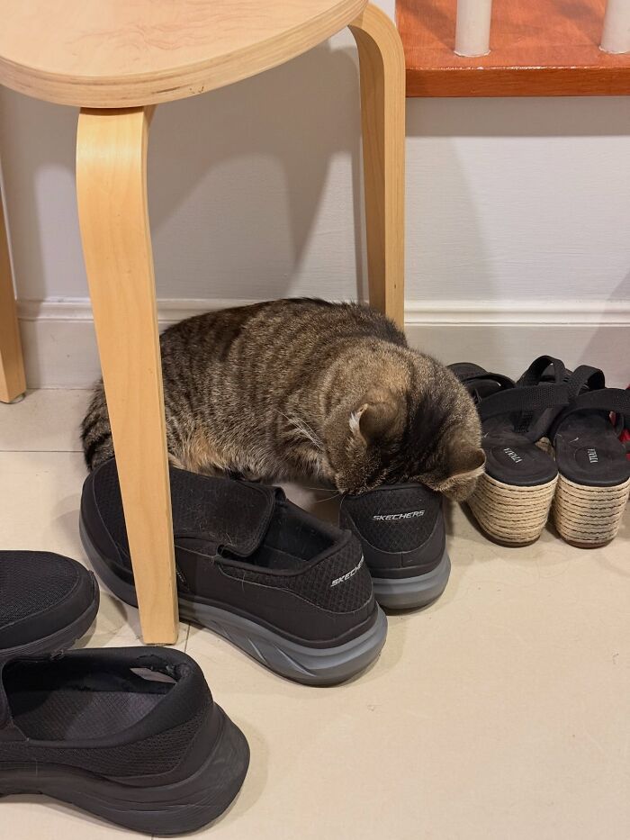 80 Funny Photos Of Pets Chilling In The Weirdest Positions, Shared By Their Owners Online 80 Funny Photos Of Pets Chilling In The Weirdest Positions, Shared By Their Owners Online
