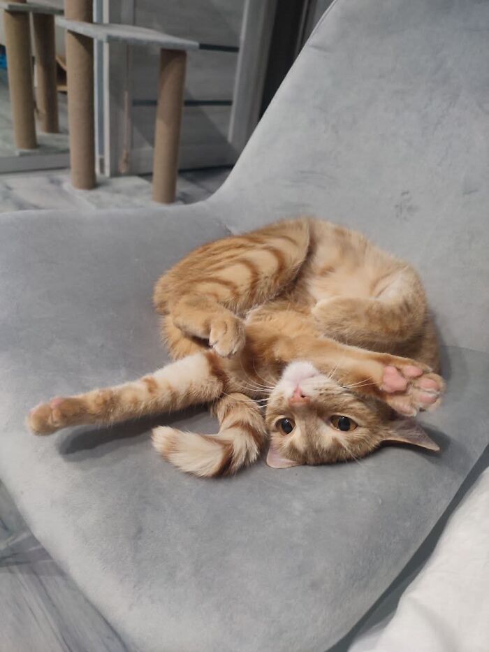 80 Funny Photos Of Pets Chilling In The Weirdest Positions, Shared By Their Owners Online 80 Funny Photos Of Pets Chilling In The Weirdest Positions, Shared By Their Owners Online