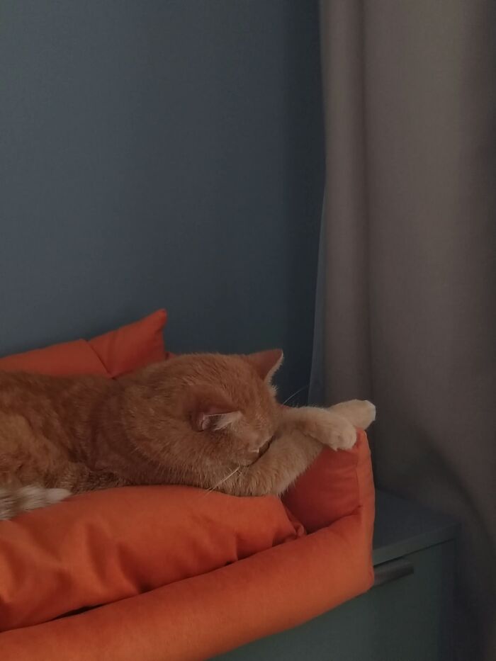 80 Funny Photos Of Pets Chilling In The Weirdest Positions, Shared By Their Owners Online 80 Funny Photos Of Pets Chilling In The Weirdest Positions, Shared By Their Owners Online