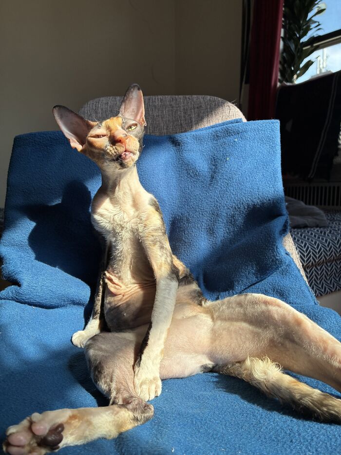 80 Funny Photos Of Pets Chilling In The Weirdest Positions, Shared By Their Owners Online 80 Funny Photos Of Pets Chilling In The Weirdest Positions, Shared By Their Owners Online