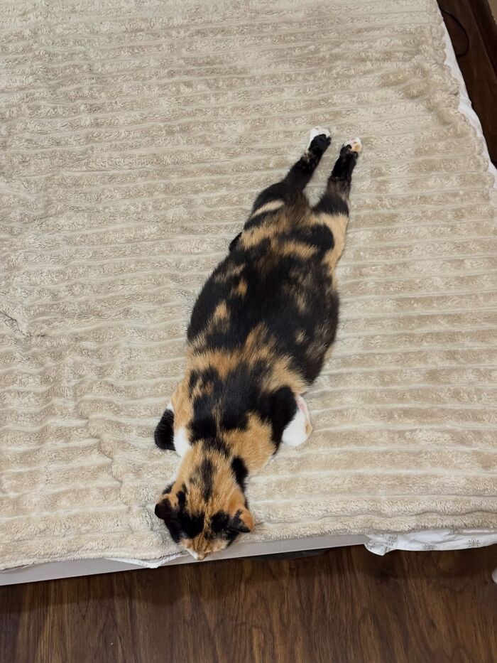 80 Funny Photos Of Pets Chilling In The Weirdest Positions, Shared By Their Owners Online 80 Funny Photos Of Pets Chilling In The Weirdest Positions, Shared By Their Owners Online