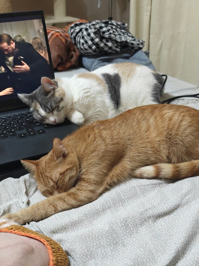 80 Funny Photos Of Pets Chilling In The Weirdest Positions, Shared By Their Owners Online 80 Funny Photos Of Pets Chilling In The Weirdest Positions, Shared By Their Owners Online