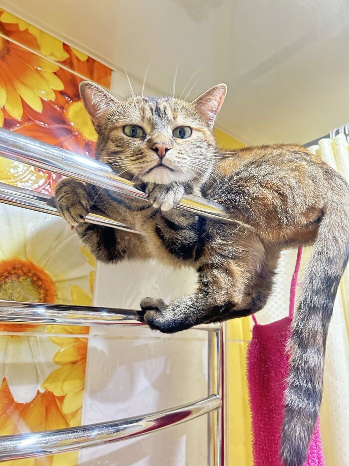 80 Funny Photos Of Pets Chilling In The Weirdest Positions, Shared By Their Owners Online 80 Funny Photos Of Pets Chilling In The Weirdest Positions, Shared By Their Owners Online
