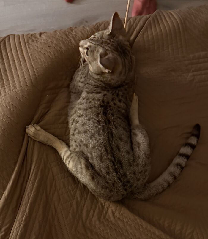 80 Funny Photos Of Pets Chilling In The Weirdest Positions, Shared By Their Owners Online 80 Funny Photos Of Pets Chilling In The Weirdest Positions, Shared By Their Owners Online