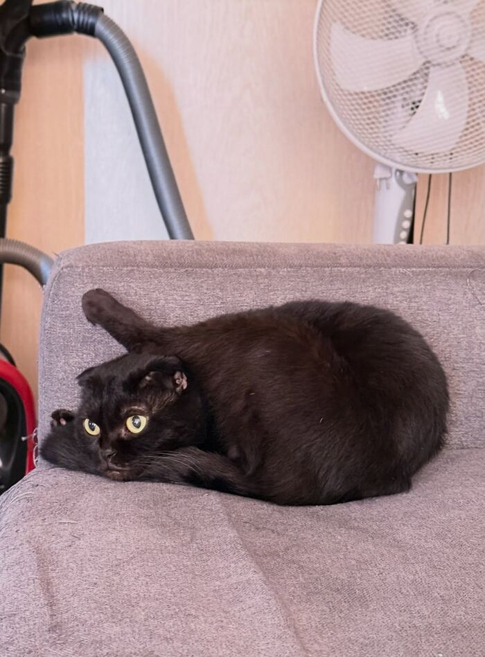 80 Funny Photos Of Pets Chilling In The Weirdest Positions, Shared By Their Owners Online 80 Funny Photos Of Pets Chilling In The Weirdest Positions, Shared By Their Owners Online