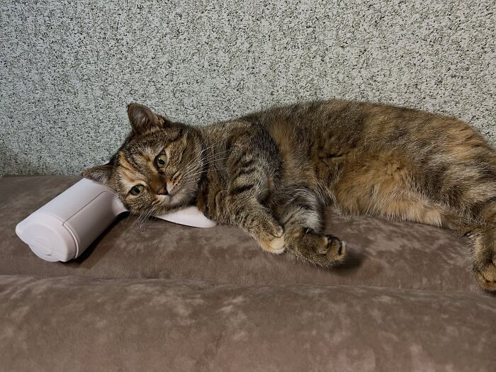 80 Funny Photos Of Pets Chilling In The Weirdest Positions, Shared By Their Owners Online 80 Funny Photos Of Pets Chilling In The Weirdest Positions, Shared By Their Owners Online