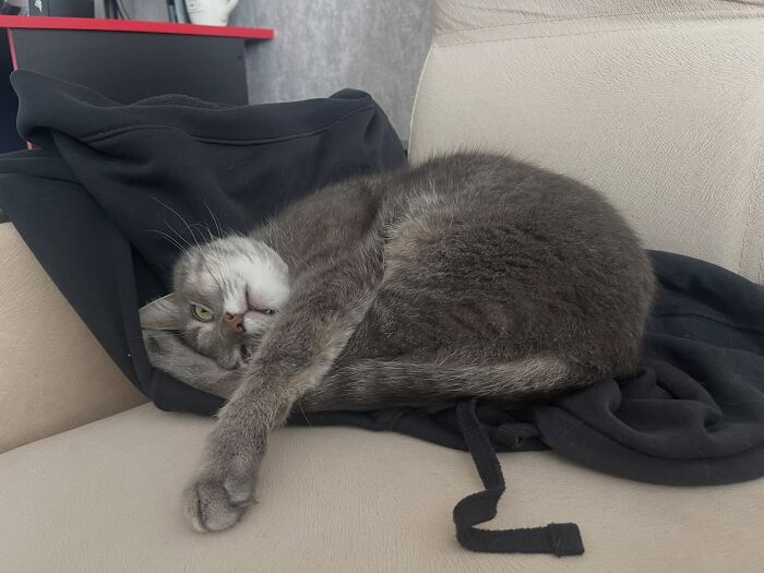 80 Funny Photos Of Pets Chilling In The Weirdest Positions, Shared By Their Owners Online 80 Funny Photos Of Pets Chilling In The Weirdest Positions, Shared By Their Owners Online