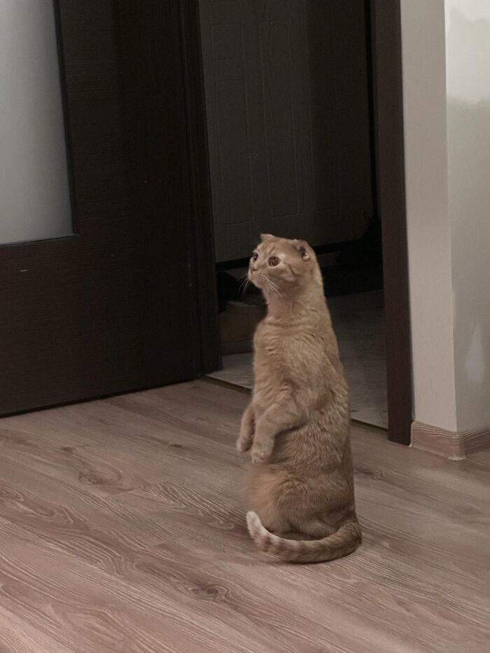 80 Funny Photos Of Pets Chilling In The Weirdest Positions, Shared By Their Owners Online 80 Funny Photos Of Pets Chilling In The Weirdest Positions, Shared By Their Owners Online