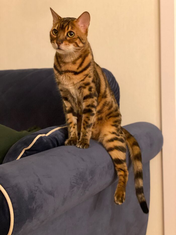 80 Funny Photos Of Pets Chilling In The Weirdest Positions, Shared By Their Owners Online 80 Funny Photos Of Pets Chilling In The Weirdest Positions, Shared By Their Owners Online