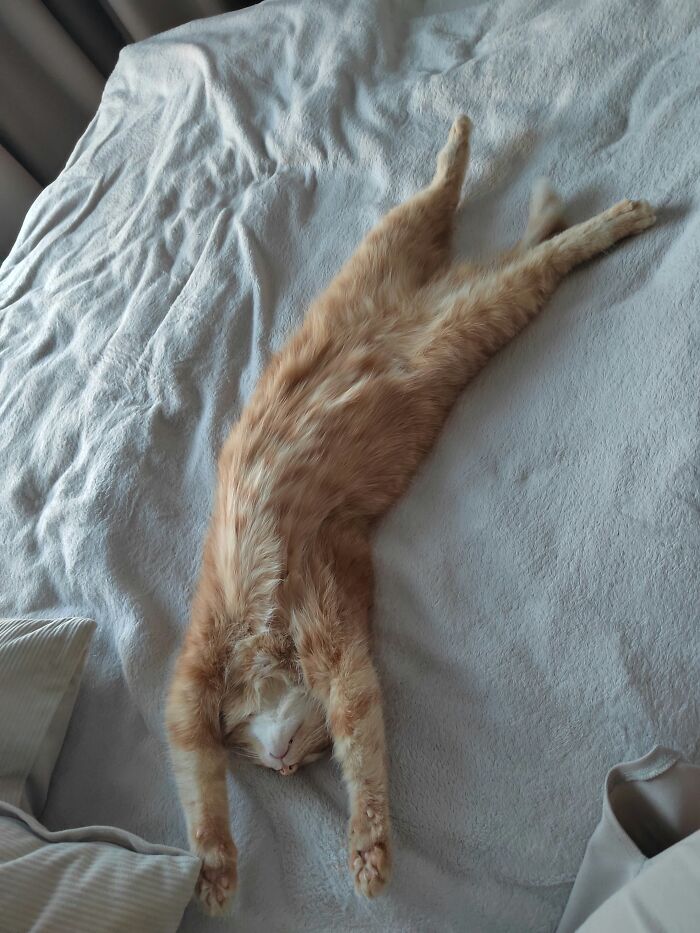 80 Funny Photos Of Pets Chilling In The Weirdest Positions, Shared By Their Owners Online 80 Funny Photos Of Pets Chilling In The Weirdest Positions, Shared By Their Owners Online