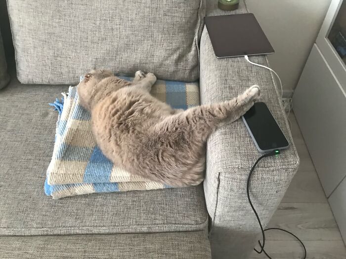 80 Funny Photos Of Pets Chilling In The Weirdest Positions, Shared By Their Owners Online 80 Funny Photos Of Pets Chilling In The Weirdest Positions, Shared By Their Owners Online
