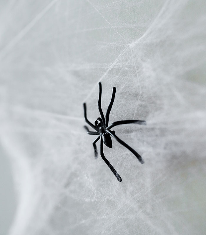 Woman Blasts Airbnb Host After Finding Spiders In Her Rental, But The Internet Turns On Her