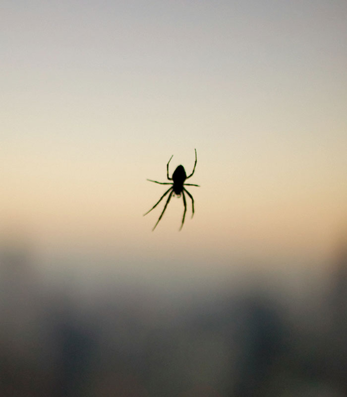 Woman Blasts Airbnb Host After Finding Spiders In Her Rental, But The Internet Turns On Her
