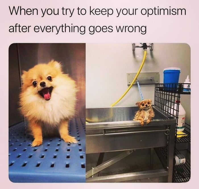 50 Funny Dog Memes Shared By &lsquo;The Hecking Doggos&rsquo; To Make Your Day Better
