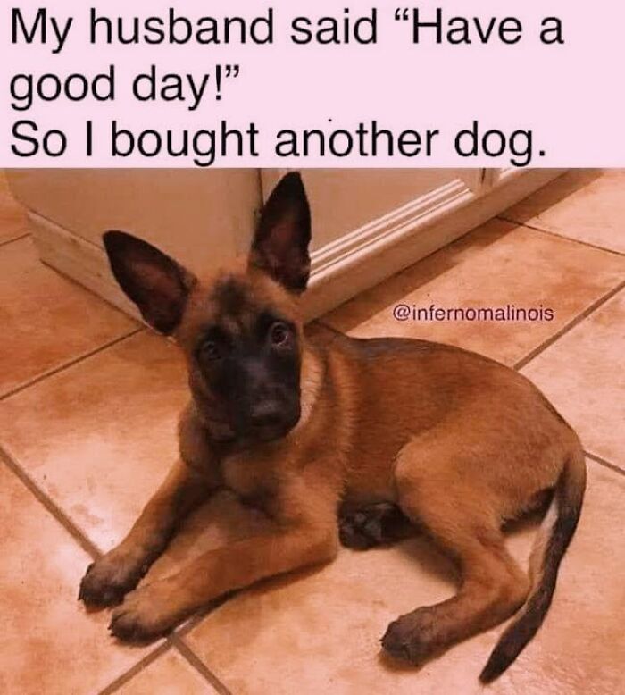 50 Funny Dog Memes Shared By &lsquo;The Hecking Doggos&rsquo; To Make Your Day Better